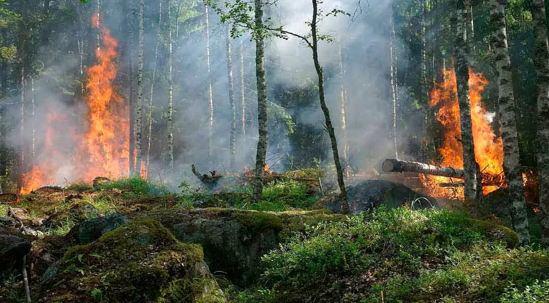 ¿Cuáles son las penas y multas por provocar un incendio forestal?