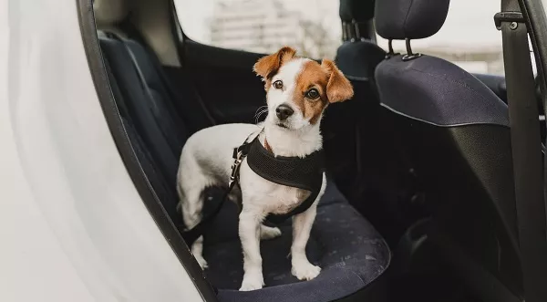 Normativa para llevar perros en el coche